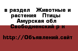  в раздел : Животные и растения » Птицы . Амурская обл.,Свободненский р-н